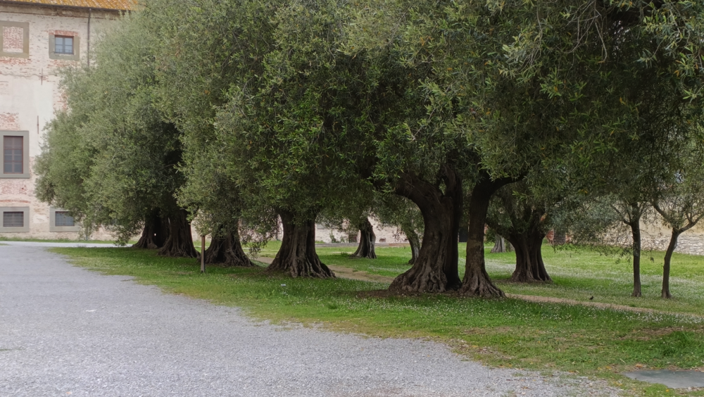 Castiglione del Lago