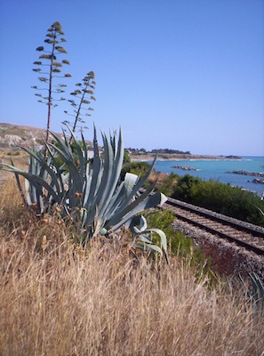 agave sulla costa