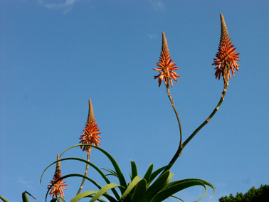 Fiori a freccia